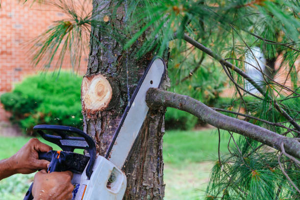 Best Hedge Trimming  in USA